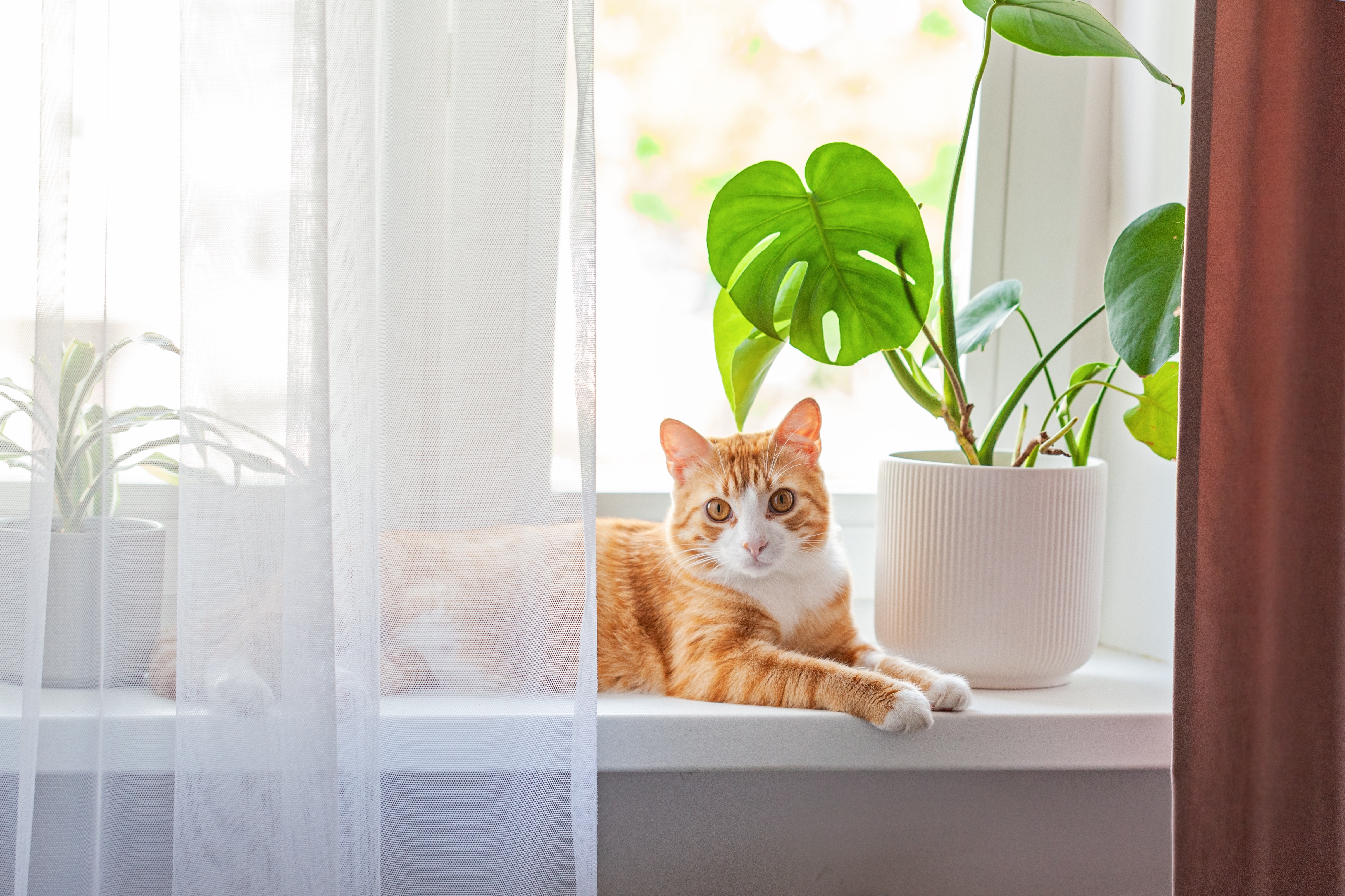 Gatto su un davanzale interno - finitura decorativa ed estetica sotto la finestra in una moderna configurazione dell&rsquo;ambiente.